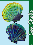 Shop Seashells Sea Shells Wall Art